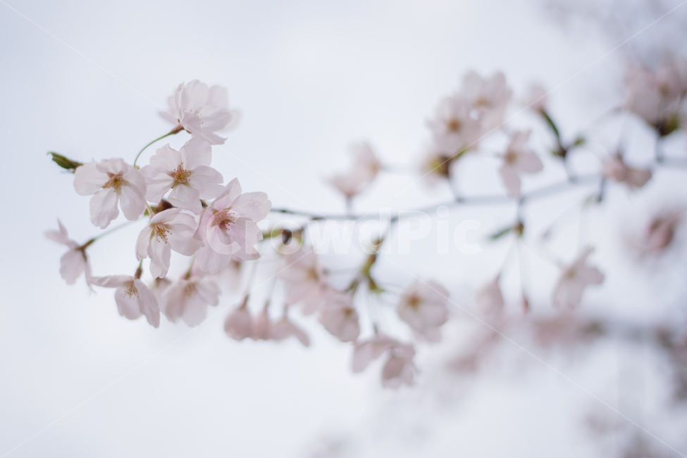 벚꽃,cherryblossom,봄,spring,꽃,flower,자연,nature,식물,plant,봄,계절,spring,season,식물,자연,plants,nature,꽃,flower,blossom