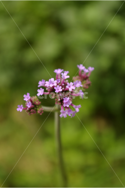 꽃,식물,flower,color,nature,자연,식물,자연,plants,nature,꽃,flower