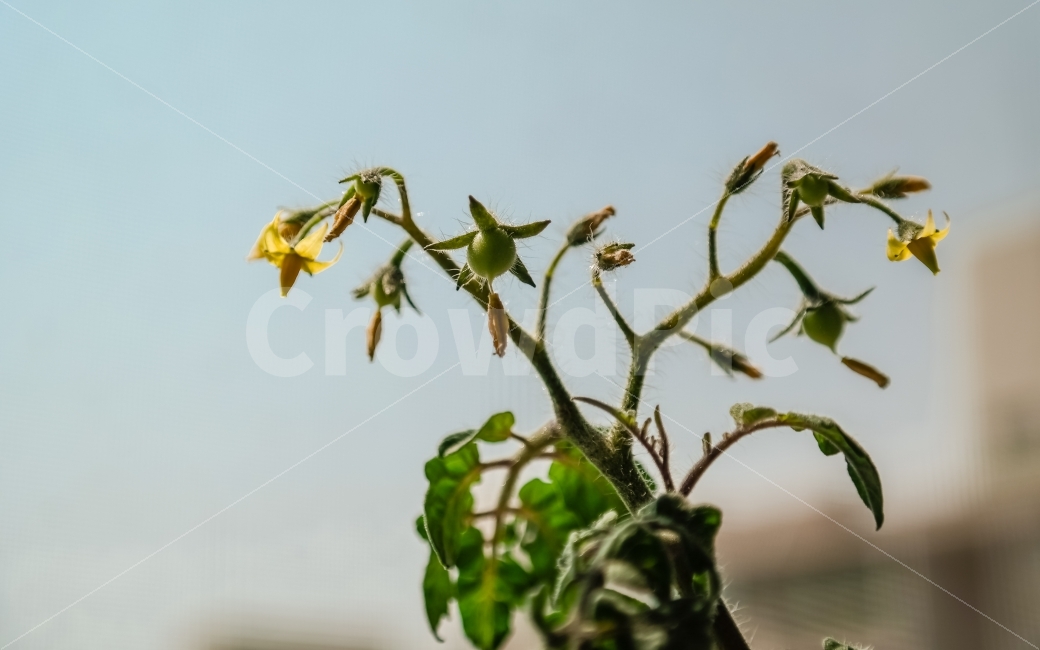 토마토,꽃,과일,재배,식품,식량,음식,재료,식물,자연,plants,nature,꽃,flower