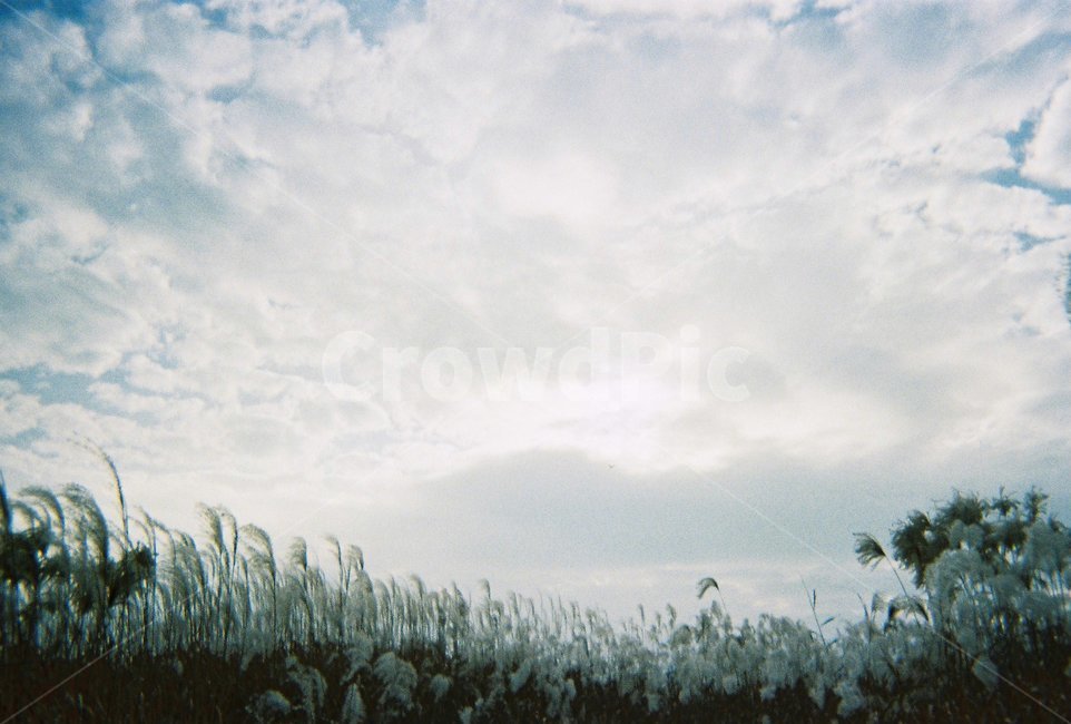 감성,필름,가을,fall,autumn,하늘,sky,갈대,가을하늘,자연,풍경,nature,landscape,grass,잔디,plant,식물,vegetation,초목,outdoors,옥외,bush,부시