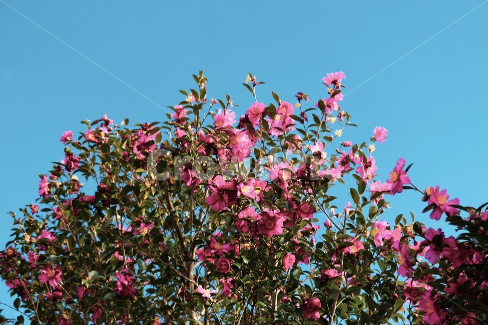 camellia,동백,동백꽃,꽃,flower,sky,하늘,구름,cloud,plant,식물,잎,leaf
