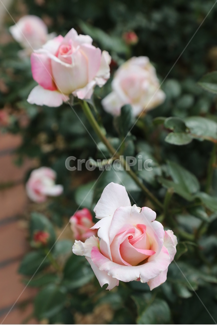 올림픽공원,장미정원,장미,꽃,여름,공원,정원,식물,자연,plants,nature,꽃,flower