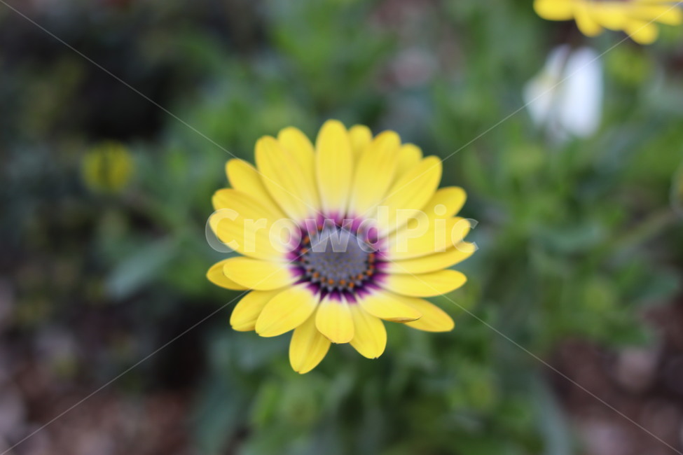 plant,식물,꽃,flower,노랑,봄