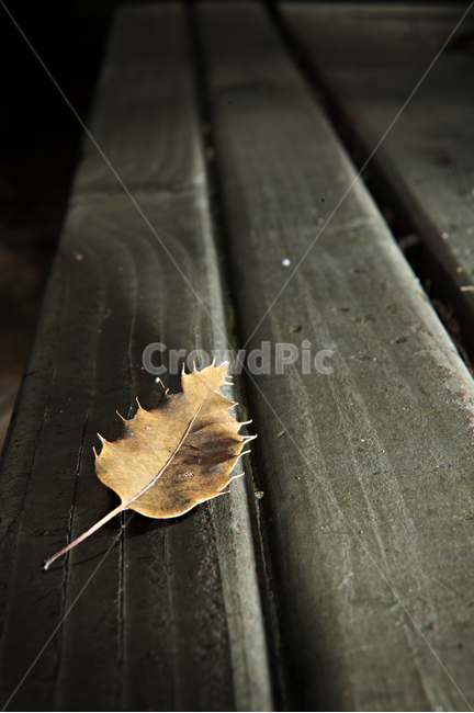 낙엽,밴치,나무,의자,가을,낙엽잎,잎,식물,가을,계절,fall,autumn,season,leaf,plant,furniture,가구