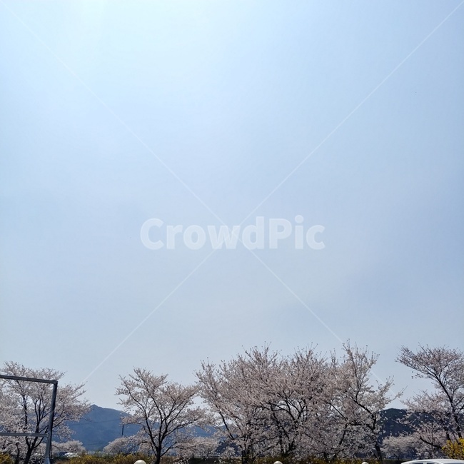 하늘,푸른,벚꽃,나무,벚꽃나무,식물,자연,plants,nature,꽃,flower