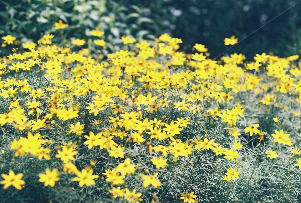 꽃,금계국,작은꽃,봄,황금꽃,국화,소녀,문빔,다년초,자그레브,솔잎금계국,봄꽃,노란꽃,노란색,꽃밭,정원,가든,flower,garden,park,yellow,식물,자연,plants,nature,꽃,flower,감성,sensible,feeling