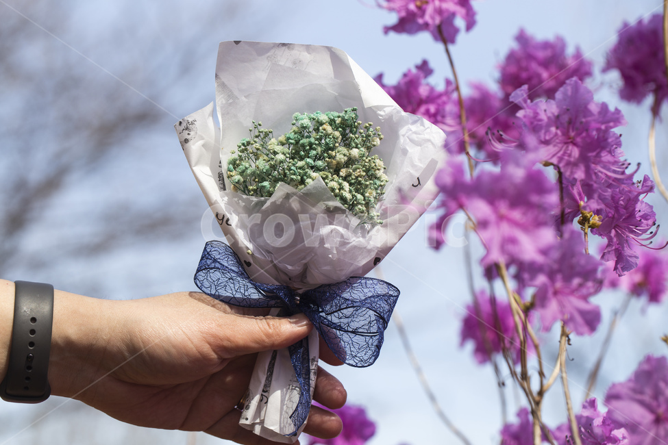 꽃,안개꽃,드라이플라워,꽃다발,미니,손,남자손,하늘,진달래,진달래꽃,꽃,flower,기념일,축하,anniversary,congratulation,celebrate,celebration