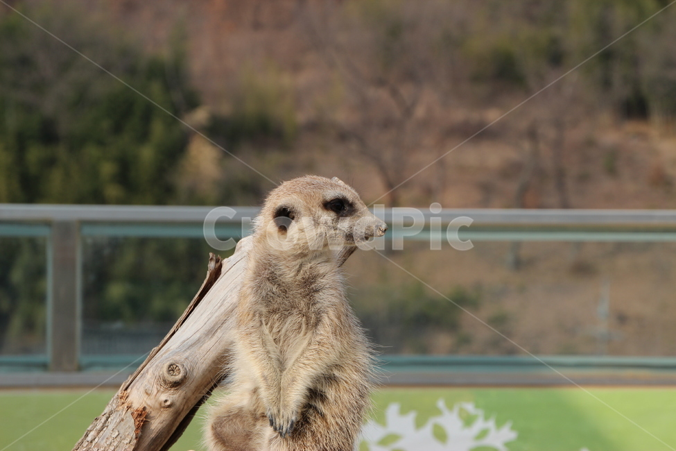 미어캣,동물,animal,설치류,동물원,동물,animal,포유류,mammal