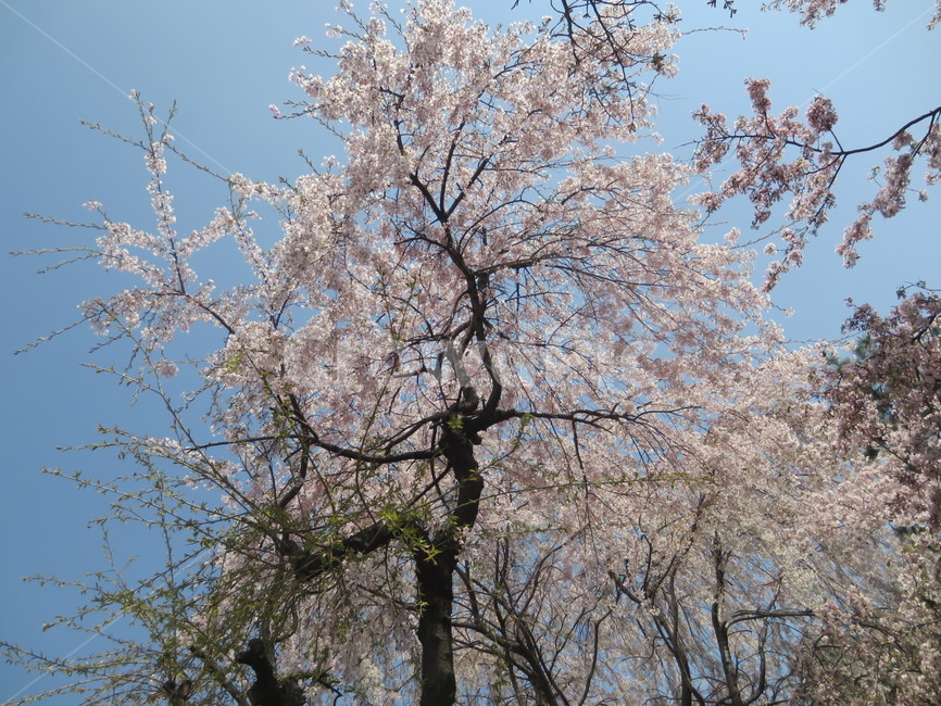 blossom,벚꽃,봄꽃,cherryblossom,꽃나무,계절,식물,자연,plants,nature,꽃,flower,감성,sensiblefeeling,봄,flowers,풍경,spring,season,나무,trees,tree,plant
