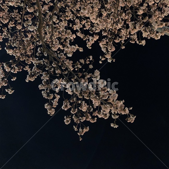 벚꽃,밤,분홍색,blossom,나무