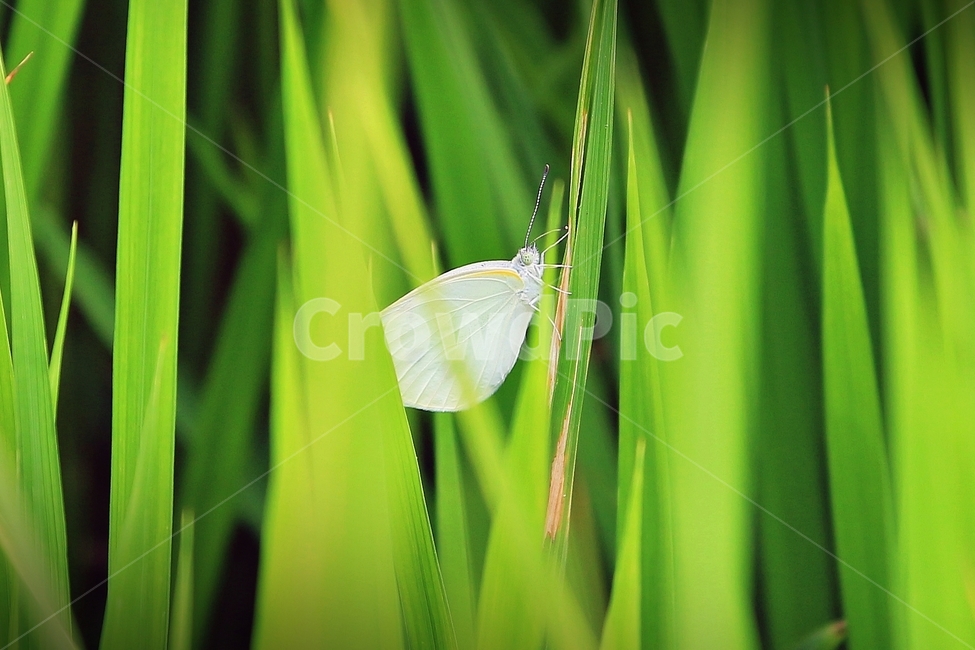 여름,나비,풍경,곤충,흰나비,동물,벌레,여름풍경,식물,자연,plants,nature,동물,animal,곤충,벌레,insect,bug