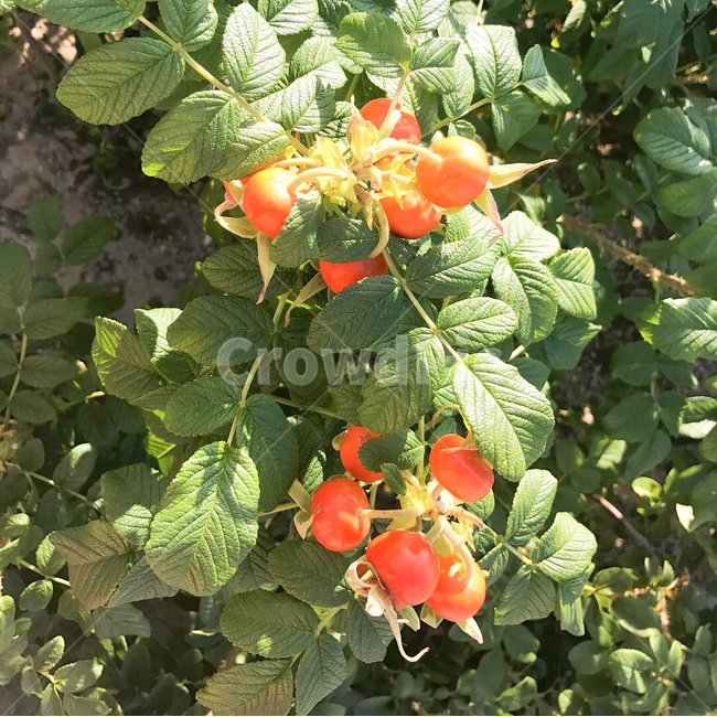 방울토마토,자연,정원,식물,열매,plant,잎,과일,fruit,야외,광합성