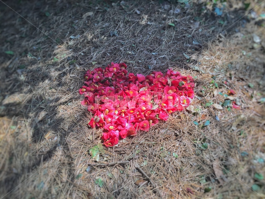 동백,camellia,동백꽃,하트,heart,camelliaflower,꽃,flower,bloom,blossom