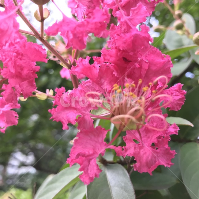 배롱꽃,배롱나무,간즈름나무,목백일홍,자미,자미화,꽃,plant,식물,flower,blossom