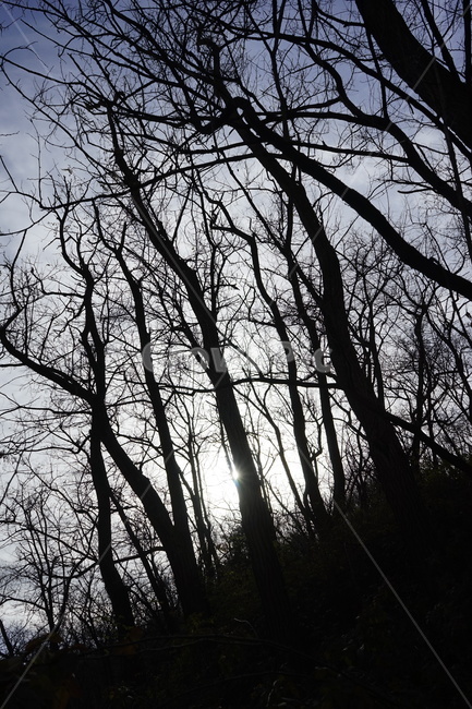 실루엣,초겨울,계절,하늘,silhouette,자연,가지,고목,나무,blue,season,winter,branch,tree,식물,자연,plants,nature,나무,trees,wood