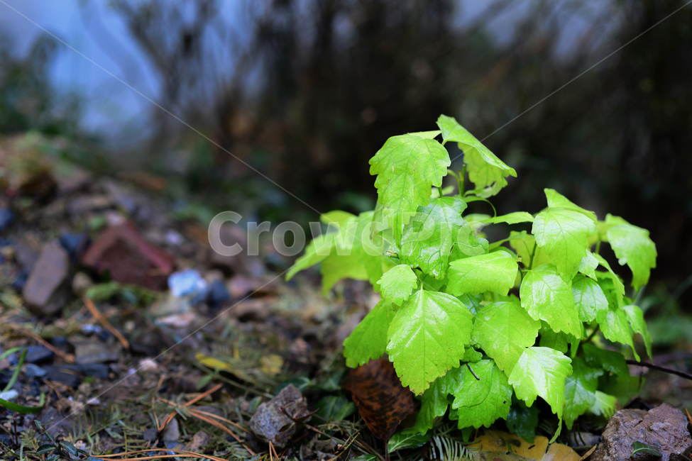 초록잎새,식물,잡초,풀,자연,식물,자연,plants,nature