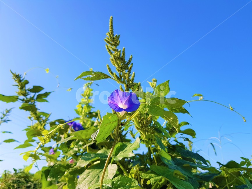 leaf,잎,plant,식물,나팔꽃,pharbitisnill,flower,꽃,보라색,purple