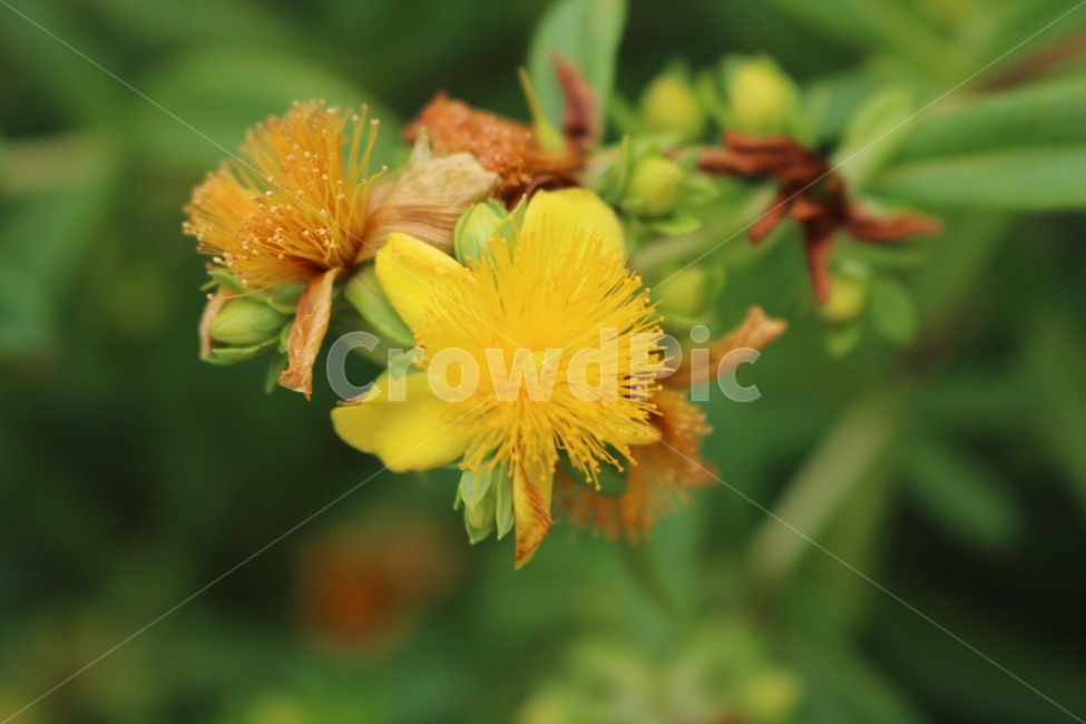 꽃,노랑,초록,자연,식물,flower,hana,yellow,kiiro,green,midori,nature,plants,shokubutsu,식물,자연,plants,nature,꽃,flower