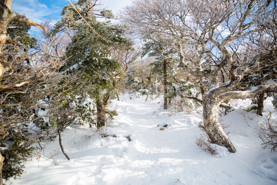 한라산,제주도,영실코스,구름,설산,산정상,제주오름,눈꽃,얼음,나무,겨울,계절,winter,season,자연,풍경,nature,landscape,tree,plant,식물,tree trunk,나무 줄기
