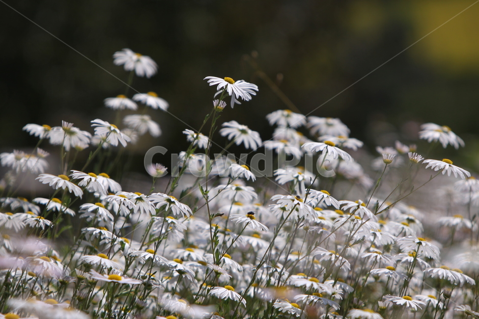 구절초,꽃,꽃무리,흰꽃,감성사진,자연,식물,자연,plants,nature,꽃,flower