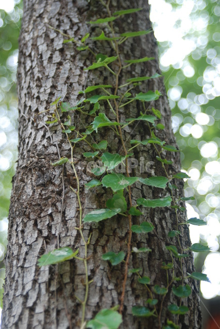 나무,넝쿨,식물,가을,녹색,식물,자연,plants,nature,나무,trees,wood