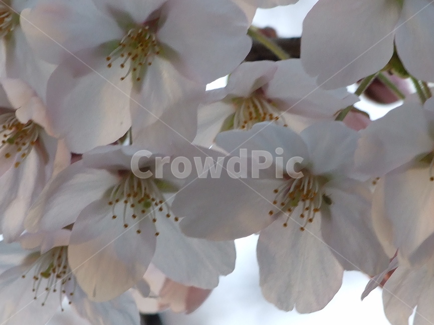 벚꽃,꽃,식물,봄,꽃송이,봄,계절,spring,season,식물,자연,plants,nature,꽃,flower,plant,blossom