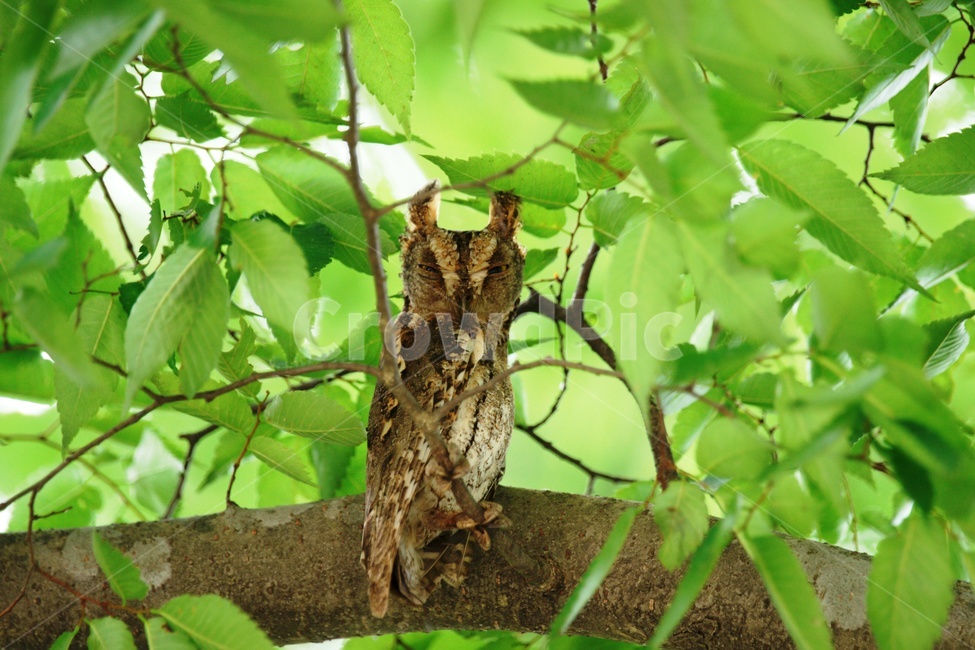 tree,나무,새,큰소적새,조류,동물,animal,조류,새,birds
