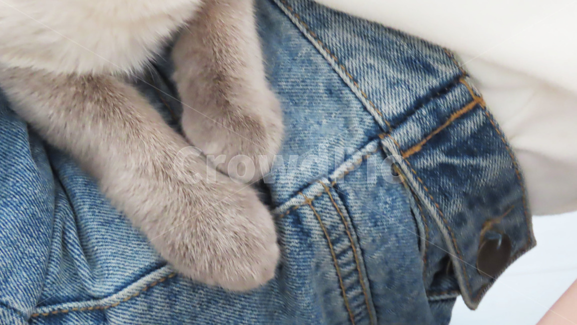 고양이,발,고양이발,포유류,animal,cat,동물,반려묘,동물,animal,포유류,mammal,고양이,cat,kitten,kitty