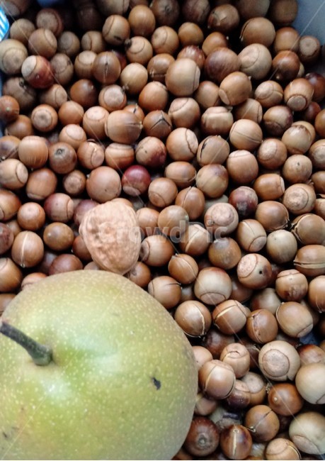 도토리,열매,acorn,식물,plant,과일,열매,fruit