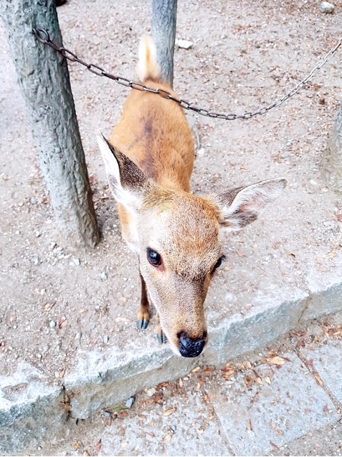 일본,나라,사슴,공원,동물,동물,animal,포유류,mammal