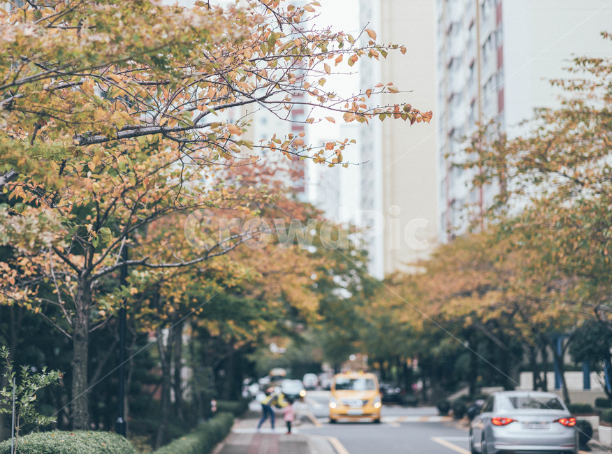 자동차,차,car,사람,동네,단풍,출근길,일상,감성