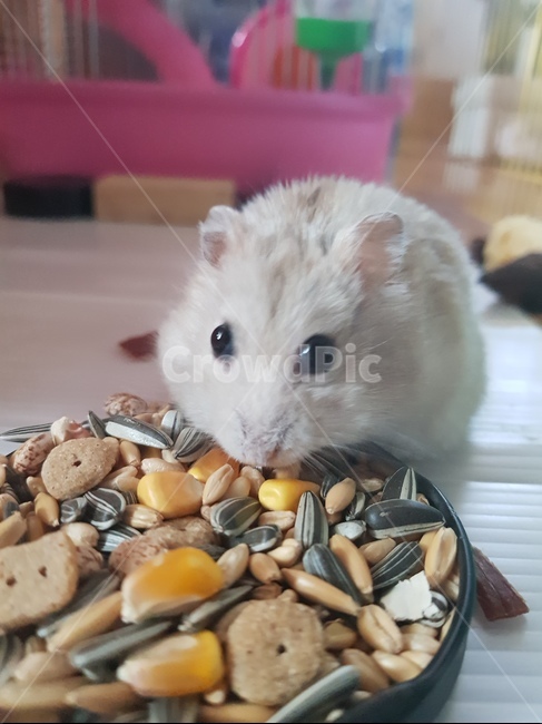 햄스터,귀여운동물,햄스터키우기,hamster,밥먹는햄스터