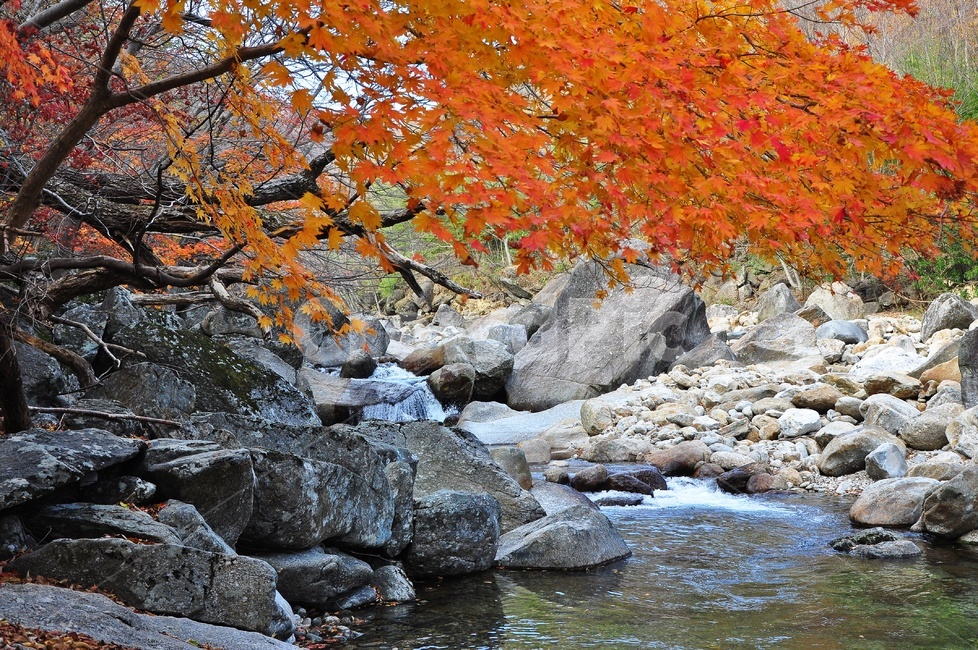 구례,피아골,피아골계곡,단풍,폭포,leaf,잎,plant,식물,tree,나무,maple,water,물,scenery,풍경,outdoors,옥외,nature,자연,landscape,경치,가을,계절,fall,autumn,season,자연,풍경,nature,landscape