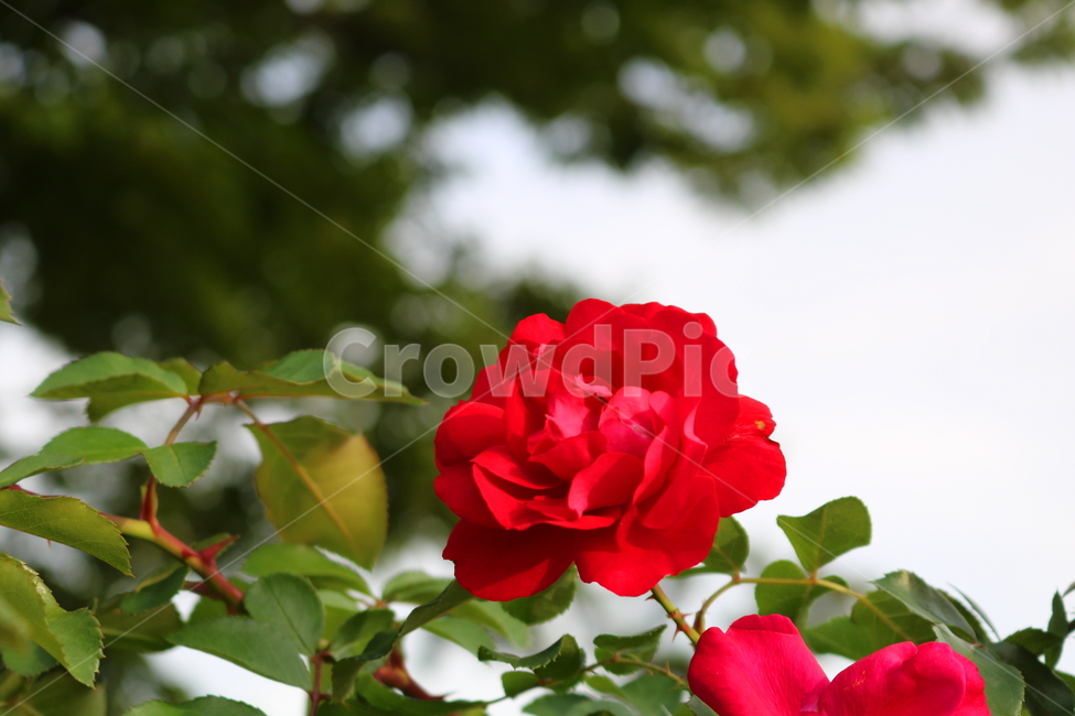 장미,꽃,장미꽃,식물,덩굴식물,붉은장미,자뎅드프랑스,자연,식물,자연,plants,nature,꽃,flower