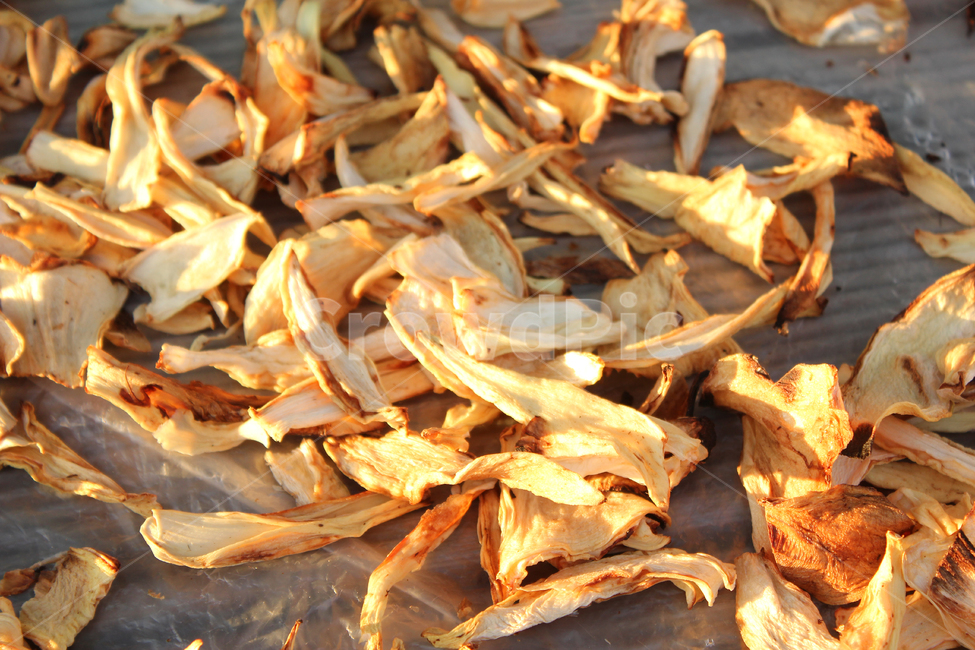양파,말린,말린양파,식재료,yellow,food,음식,dry,dried,야채,채소,onion,vegetable,건조,말리기,건조양파,널어놓은,음식,식재료,요리,food,cook,meal,dishes,food reserves,채소,야채,vegetables