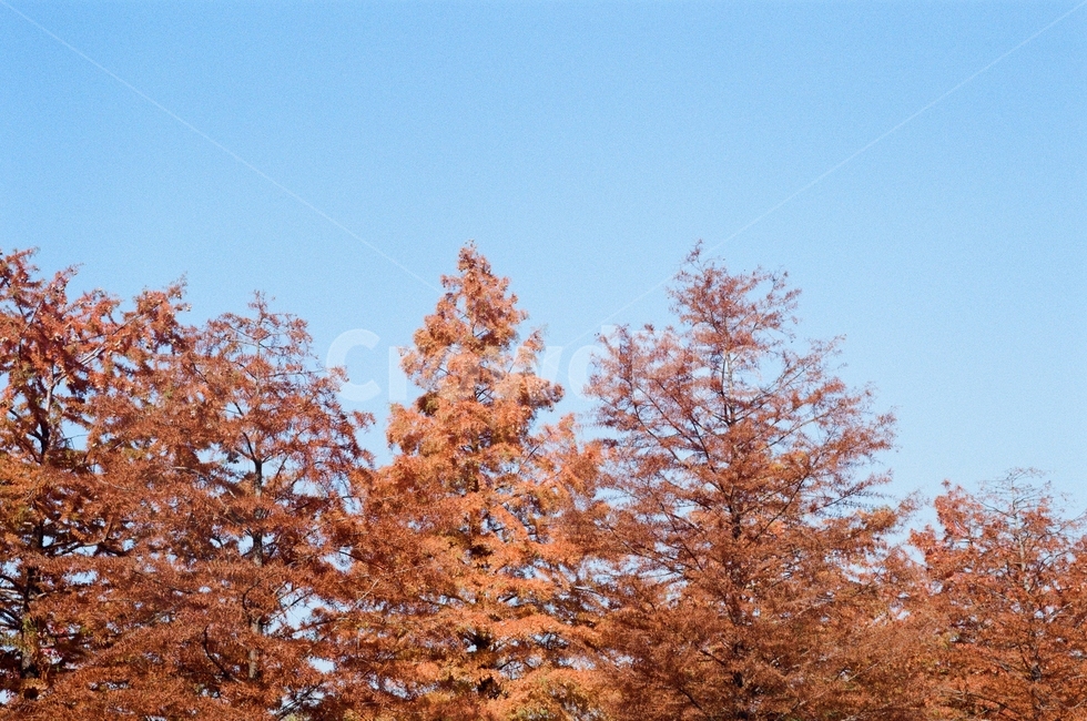 나무,단풍,하늘,잎,fallenleaf,maple,가을,계절,fall,autumn,season