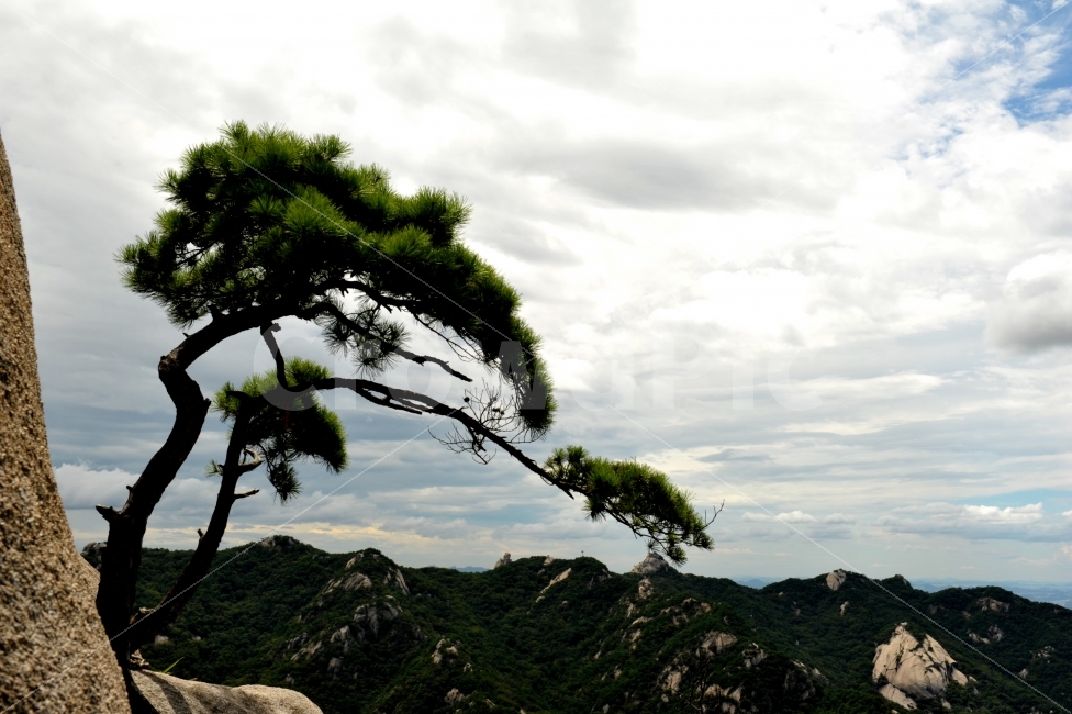 소나무,일송정,바위,산,하늘,구름,자연,풍경,nature,landscape,한국자연풍경,한국자연경관,korea nature landscape,식물,plants,나무,trees,wood,plant,tree,outdoors,옥외