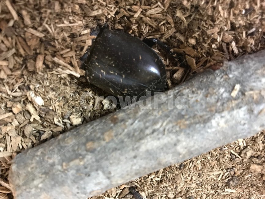 장수풍뎅이,생명,곤충,관찰,귀여움,곤충,벌레,insect,bug