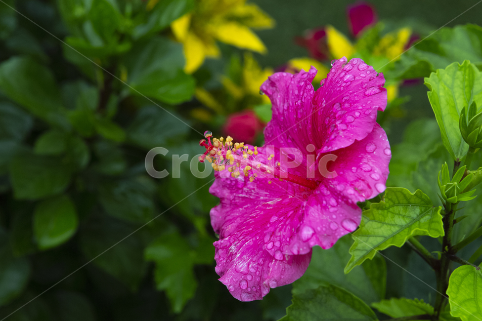 꽃,정원,비,물방울,접사,식물,자연,plants,nature,꽃,flower,비,비오는날,rain,rainy