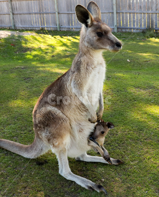 캥거루,호주,kangaroo,austraila,캥거루주머니,동물,animal,캥거루가족,새끼캥거루,toddler,young,fluffy,fur,cute,adorable,귀여움,동물,animal,포유류,mammal