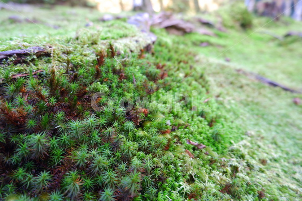 이끼,자연,초록색,이끼밭,녹색,식물,자연,plants,nature
