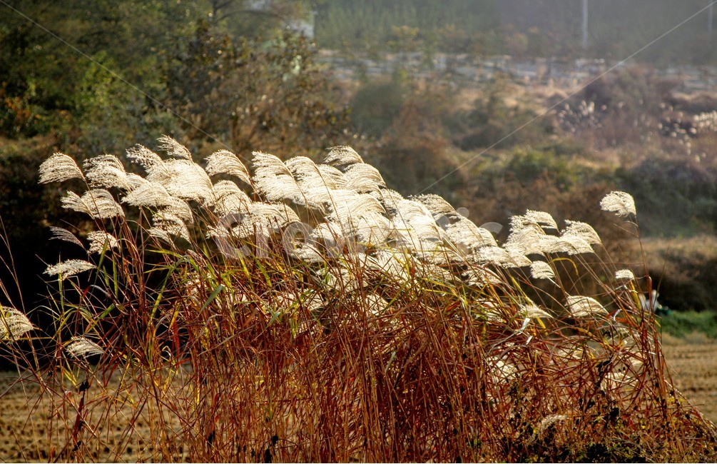 가을,억새풀,바람,나무,시골,가을,계절,fall,autumn,season,식물,자연,plants,nature,grass,잔디,plant