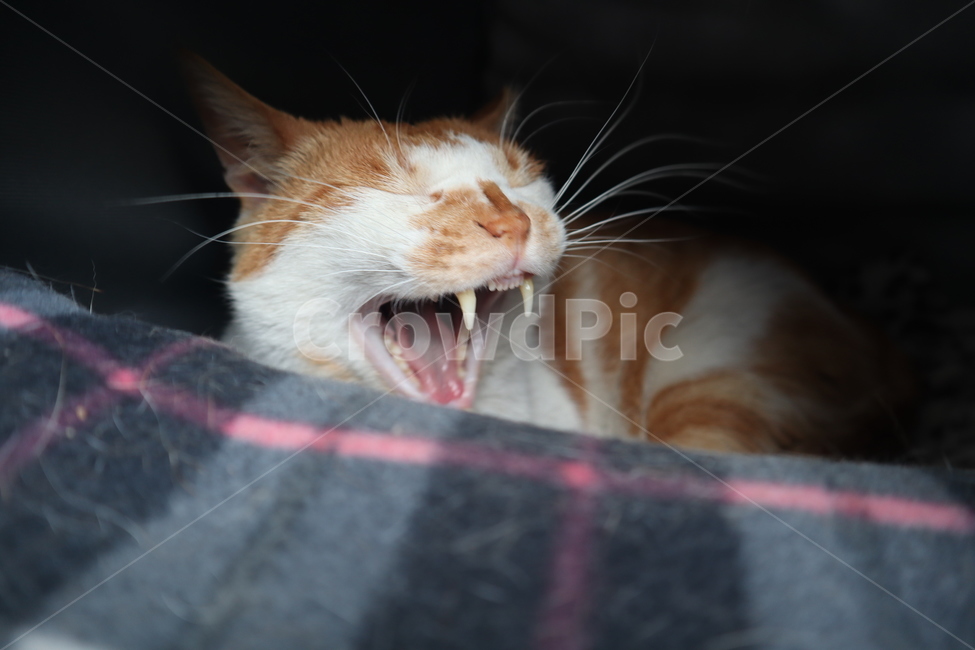 pet,cat,고양이,animal,동물,코리안숏헤어,동물,animal,포유류,mammal,고양이,cat,kitten,kitty