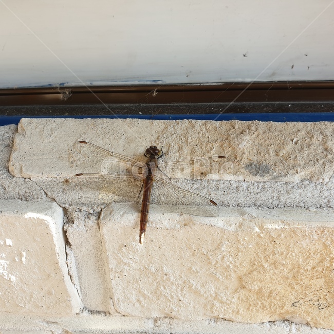 벽돌,잠자리,brick,고추잠자리,나홀로,동물,animal,곤충,벌레,insect,bug