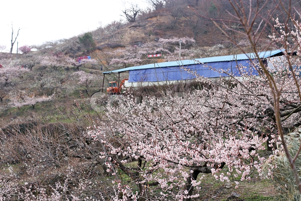 hadong,하동,매화축제,매화,매화꽃,꽃,flower,봄,계절,spring,season,자연,풍경,nature,landscape,plant,식물,blossom
