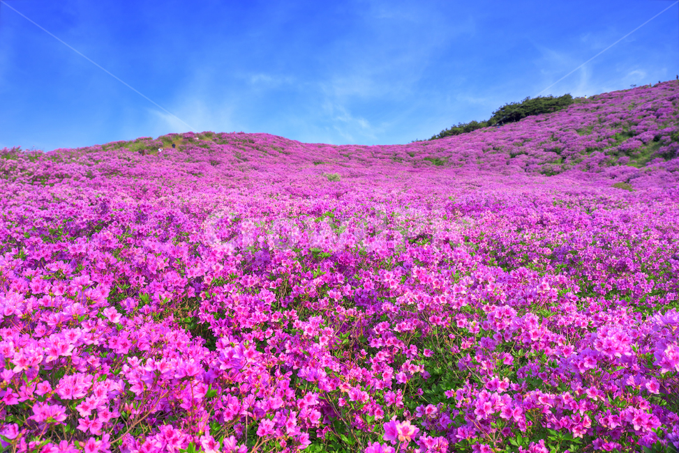 황매산,경남관광,합천군,산청군,철쭉제,봄,분홍물결,산상화원,자연,풍경,nature,landscape,plant,식물,outdoors,옥외,field,들