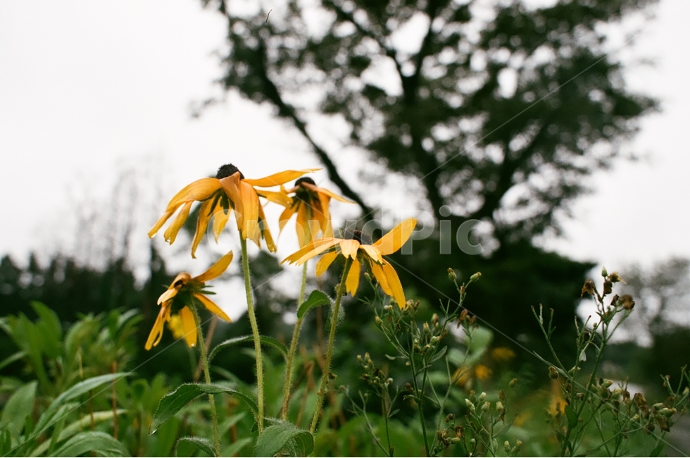 꽃,해바라기,노랑,꽃밭,flower,sunflower,식물,자연,plants,nature,꽃,flower,감성,sensible,feeling