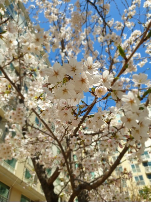벗꽃,봄꽃,벗꽃축제,하얀꽃,다발꽃,봄,계절,spring,season,식물,자연,plants,nature,꽃,flower,plant,blossom