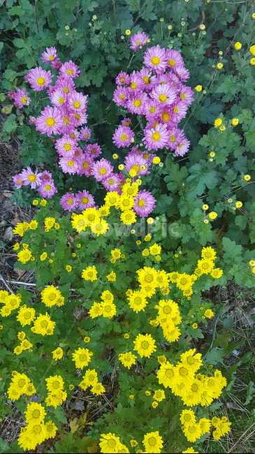 꽃,들꽃,flower,wildflower,꽃잎,petal,floralleaf