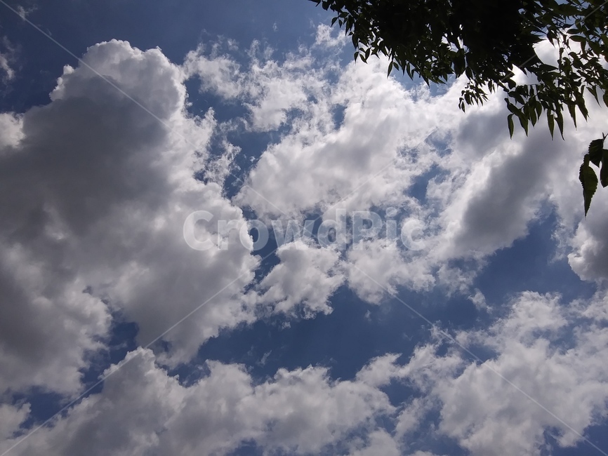 하늘,꽃,풍경,sky,자연,자연,풍경,nature,landscape